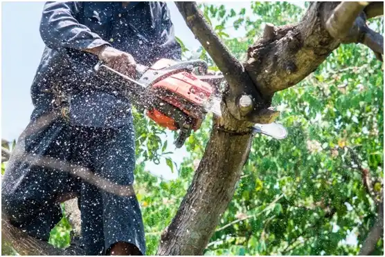 tree services Channelview